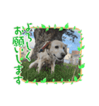 うちの姫ちゃん(犬)スタンプ（個別スタンプ：3）