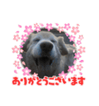 うちの姫ちゃん(犬)スタンプ（個別スタンプ：5）
