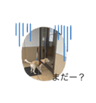 うちの姫ちゃん(犬)スタンプ（個別スタンプ：10）