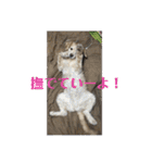 うちの姫ちゃん(犬)スタンプ（個別スタンプ：12）