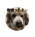 うちの姫ちゃん(犬)スタンプ（個別スタンプ：14）