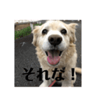 うちの姫ちゃん(犬)スタンプ（個別スタンプ：16）
