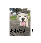 うちの姫ちゃん(犬)スタンプ（個別スタンプ：18）