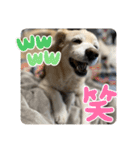うちの姫ちゃん(犬)スタンプ（個別スタンプ：19）