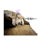 うちの姫ちゃん(犬)スタンプ（個別スタンプ：21）