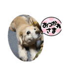 うちの姫ちゃん(犬)スタンプ（個別スタンプ：22）
