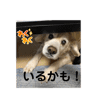 うちの姫ちゃん(犬)スタンプ（個別スタンプ：24）