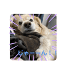 うちの姫ちゃん(犬)スタンプ（個別スタンプ：26）
