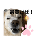 うちの姫ちゃん(犬)スタンプ（個別スタンプ：27）