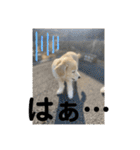 うちの姫ちゃん(犬)スタンプ（個別スタンプ：28）
