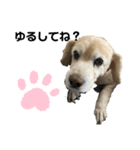 うちの姫ちゃん(犬)スタンプ（個別スタンプ：31）