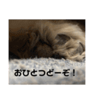 うちの姫ちゃん(犬)スタンプ（個別スタンプ：32）