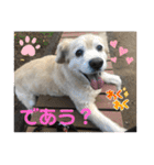 うちの姫ちゃん(犬)スタンプ（個別スタンプ：37）