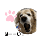 うちの姫ちゃん(犬)スタンプ（個別スタンプ：38）
