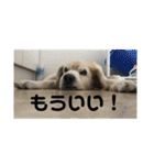 うちの姫ちゃん(犬)スタンプ（個別スタンプ：39）