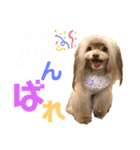 ワンダフルぶぶ（個別スタンプ：2）