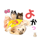 ワンダフルぶぶ（個別スタンプ：16）