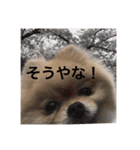 maronさん、だよ。ver.2（個別スタンプ：3）
