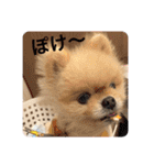 maronさん、だよ。ver.2（個別スタンプ：19）