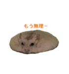 かわいいハムスター③（個別スタンプ：5）