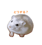 かわいいハムスター③（個別スタンプ：7）