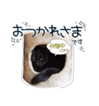 黒猫好きの為の敬語スタンプ（個別スタンプ：7）