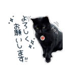 黒猫好きの為の敬語スタンプ（個別スタンプ：10）