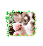 チワワのみるくぷりんここあ（個別スタンプ：1）