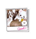 チワワのみるくぷりんここあ（個別スタンプ：4）