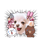 チワワのみるくぷりんここあ（個別スタンプ：6）