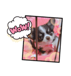 チワワのみるくぷりんここあ（個別スタンプ：16）