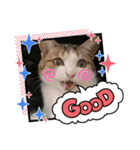 日常で使える♡癒やしの猫スタンプ♡（個別スタンプ：1）
