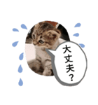 日常で使える♡癒やしの猫スタンプ♡（個別スタンプ：2）