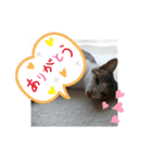 日常で使える♡癒やしの猫スタンプ♡（個別スタンプ：5）