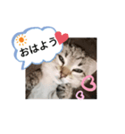 日常で使える♡癒やしの猫スタンプ♡（個別スタンプ：6）