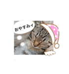 日常で使える♡癒やしの猫スタンプ♡（個別スタンプ：7）