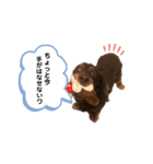 いろいろなじゃすみん（個別スタンプ：10）