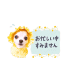 チワワのメロン♥敬語（個別スタンプ：2）