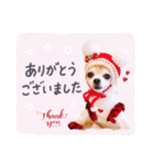チワワのメロン♥敬語（個別スタンプ：4）