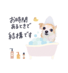 チワワのメロン♥敬語（個別スタンプ：5）