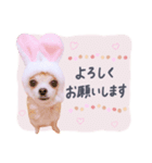 チワワのメロン♥敬語（個別スタンプ：7）