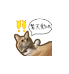 偉大な猫たち（個別スタンプ：7）