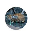 猫吾郎（個別スタンプ：1）