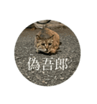 猫吾郎（個別スタンプ：2）