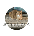 猫吾郎（個別スタンプ：4）