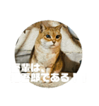 猫吾郎（個別スタンプ：5）