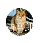猫吾郎（個別スタンプ：7）