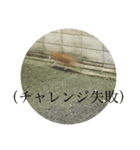 猫吾郎（個別スタンプ：10）
