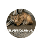 猫吾郎（個別スタンプ：11）