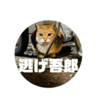 猫吾郎（個別スタンプ：12）